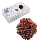 4 Mukhi Natural Rudraksha Lab Certified
