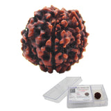 Original 6 Mukhi Rudraksha