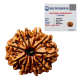 11 Mukhi Natural Rudraksha Lab Certified