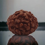 Original 9 Mukhi Rudraksha