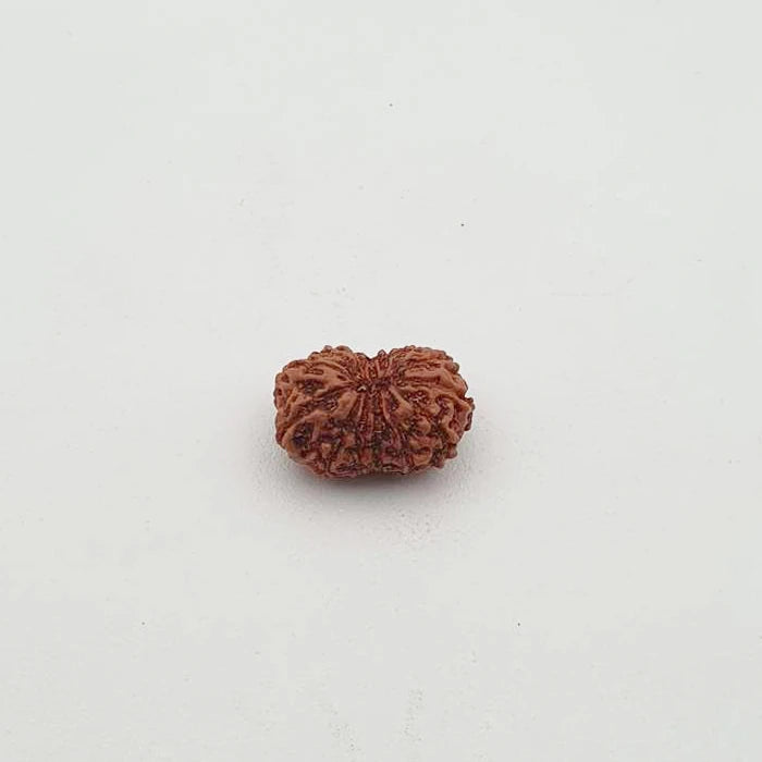 Pack Of 2 combo Original Multiline Stretchable 5 Mukhi Rudraksha Beads Handband,1 to 14 Mukhi Rudraksha Original Certified