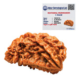 Nepali Natural 1 Mukhi Rudraksha Lab Certified (2.48 g)