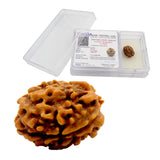 3 Mukhi Rudraksha Lab Certified