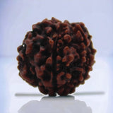 Natural 6 Mukhi Rudraksha | Lab Certified 6 Face Rudraksha Bead to Maintain Good Health | Natural Bead of Rudraksha for Men & Women