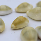 100% Natural Yellow Kodi Shells (Kaudi Shells) | Best to Use in Puja