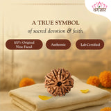 Original 9 Mukhi Rudraksha
