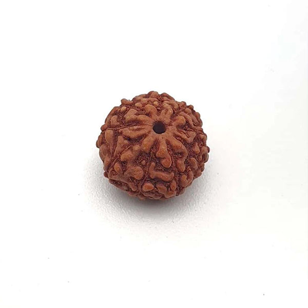 Original 9 Mukhi Rudraksha