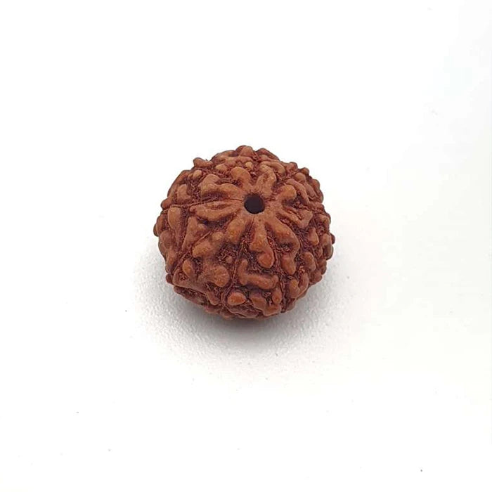 Original 9 Mukhi Rudraksha