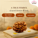 Nepali Natural 1 Mukhi Rudraksha Lab Certified (2.48 g)