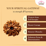 11 Mukhi Natural Rudraksha Lab Certified