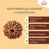 Original Lab Certified 9 Mukhi Box Rudraksha