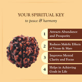 Original 6 Mukhi Rudraksha