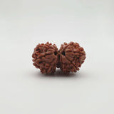 Lab Certified Nepali Gauri Shankar Rudraksha Beads (4.24 g)