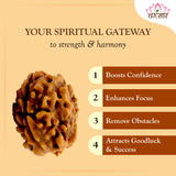 3 Mukhi Rudraksha Lab Certified