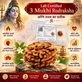 3 Mukhi Rudraksha Lab Certified