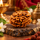 3 Mukhi Rudraksha Lab Certified