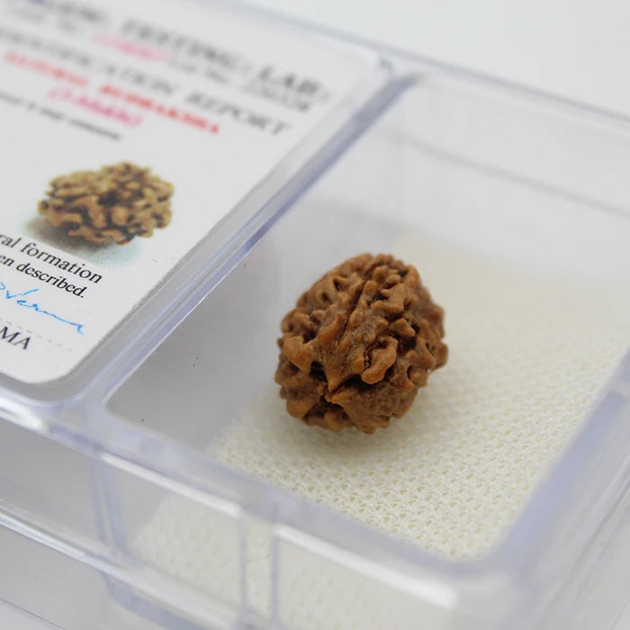 3 Mukhi Rudraksha Lab Certified