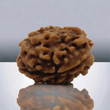 3 Mukhi Rudraksha Lab Certified