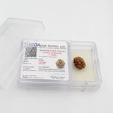 3 Mukhi Rudraksha Lab Certified