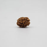 3 Mukhi Rudraksha Lab Certified