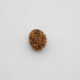 3 Mukhi Rudraksha Lab Certified