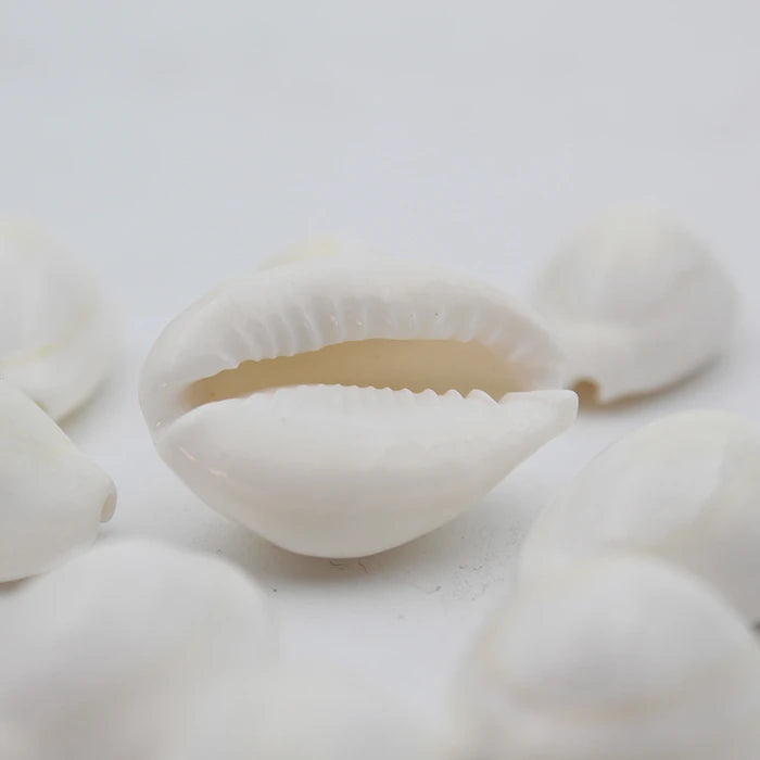 100% Natural White Kodi Shells (Kaudi Shells) | Best to Use in Puja