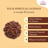 Lab Certified 7 Mukhi Rudraksha