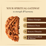 Nepali Natural 1 Mukhi Rudraksha Lab Certified (2.48 g)