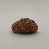 Natural 1 Mukhi Rudraksha Gol Dana,Original Kaju Dana Lab Certified Nepali Small Size Sealed Pack Box,One Mukhi Rudraksha Half Moon Shape Men Women Brown Color(2.48 g)