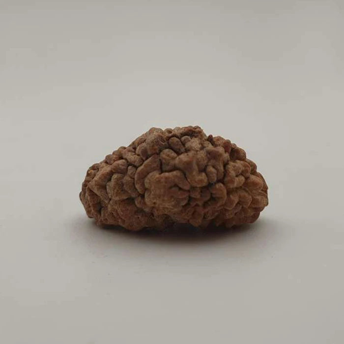 Natural 1 Mukhi Rudraksha Gol Dana,Original Kaju Dana Lab Certified Nepali Small Size Sealed Pack Box,One Mukhi Rudraksha Half Moon Shape Men Women Brown Color(2.48 g)