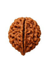 14 Rudraksha Mukhi Original  Bead | Lab Certified Natural Rudraksha