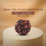 Original 6 Mukhi Rudraksha