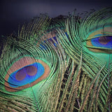 Peacock Feather | Original Mor Pankh (Set of 11 Tails) - Length Size 30 Inches