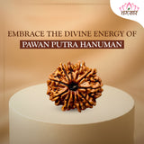 11 Mukhi Natural Rudraksha Lab Certified