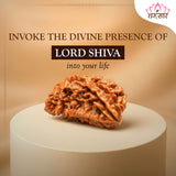 Nepali Natural 1 Mukhi Rudraksha Lab Certified (2.48 g)