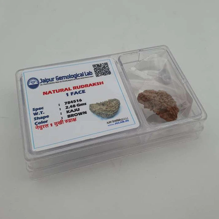 Nepali Natural 1 Mukhi Rudraksha Lab Certified (2.48 g)