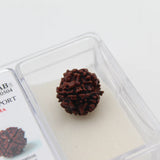 4 Mukhi Natural Rudraksha Lab Certified