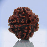 4 Mukhi Natural Rudraksha Lab Certified