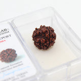 4 Mukhi Natural Rudraksha Lab Certified