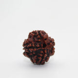 4 Mukhi Natural Rudraksha Lab Certified