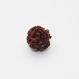 4 Mukhi Natural Rudraksha Lab Certified