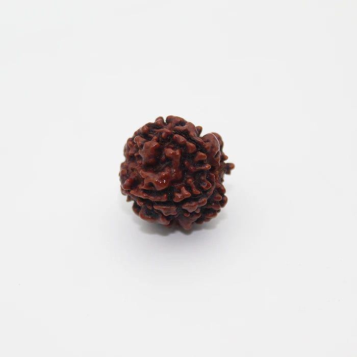 4 Mukhi Natural Rudraksha Lab Certified