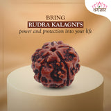 5 Mukhi Natural Rudraksha Lab Certified