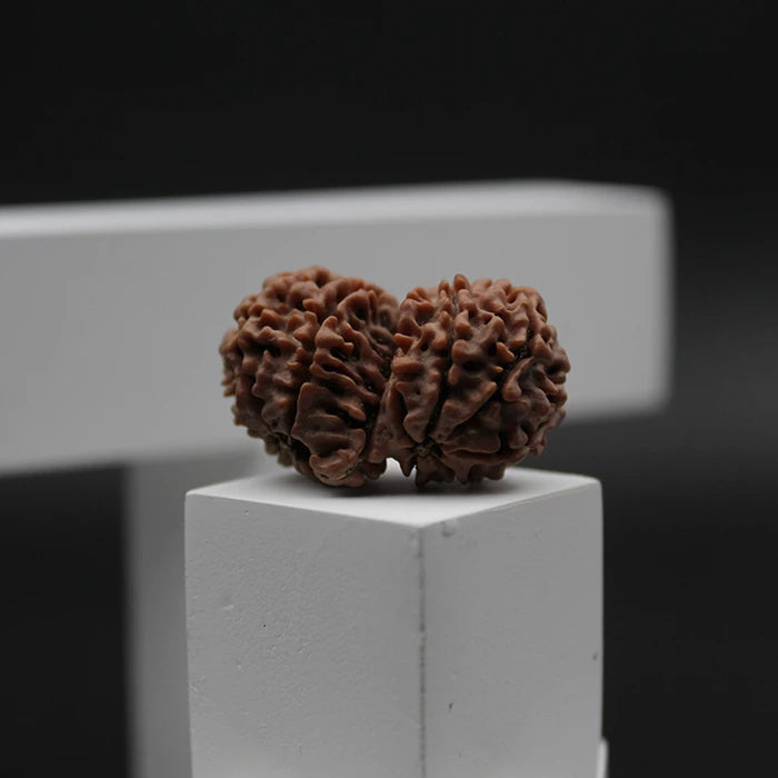 Natural Gauri Shankar Rudraksha Box For Men Women,Original Lab Certified Nepali Gauri Shankar Rudraksha,Joint Shiv Parvati Rudraksha 11 Mukhi Brown Color Bead Shape 4.24 g