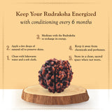 Original 6 Mukhi Rudraksha