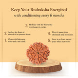 Original Lab Certified 9 Mukhi Box Rudraksha