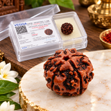 5 Mukhi Natural Rudraksha Lab Certified