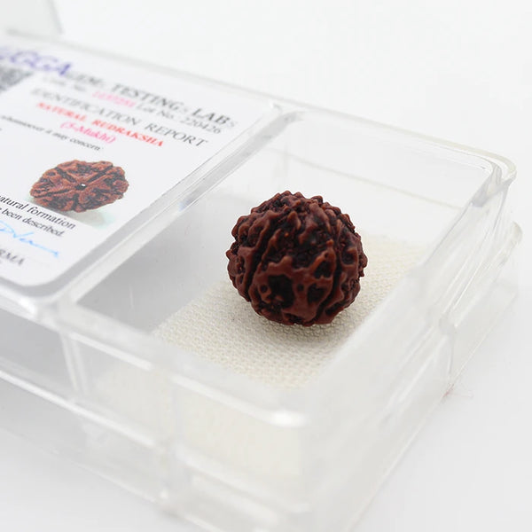  5 Mukhi Natural Rudraksha Lab Certified