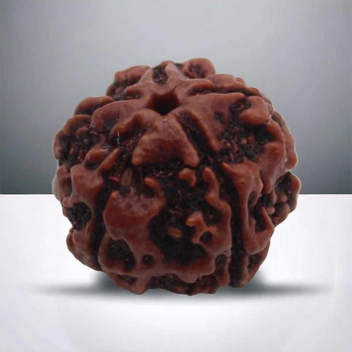  5 Mukhi Natural Rudraksha Lab Certified