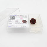  5 Mukhi Natural Rudraksha Lab Certified